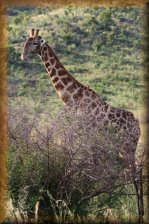 Masai Giraf